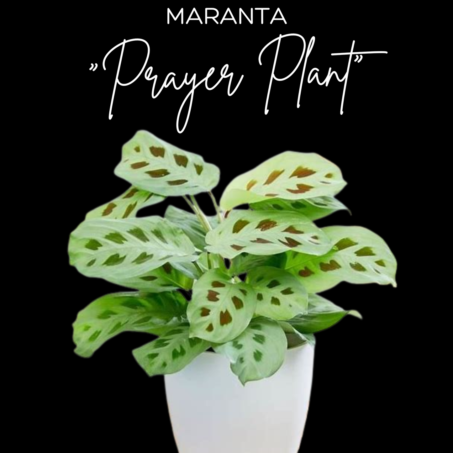 Maranta "Prayer Plant"