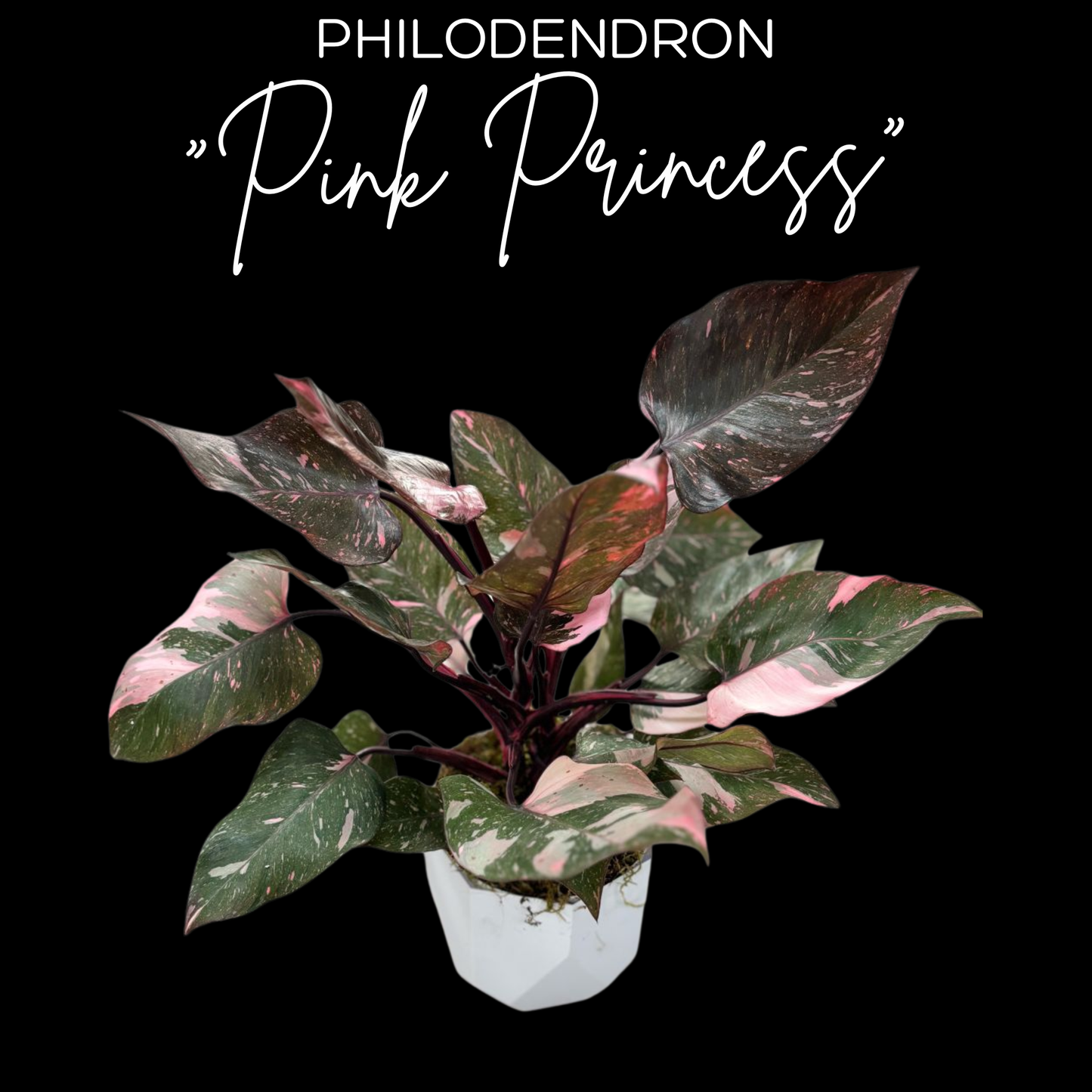 Philodendron "Pink Princess"