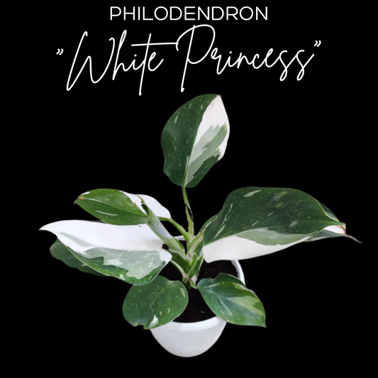 Philodendron "White Princess"