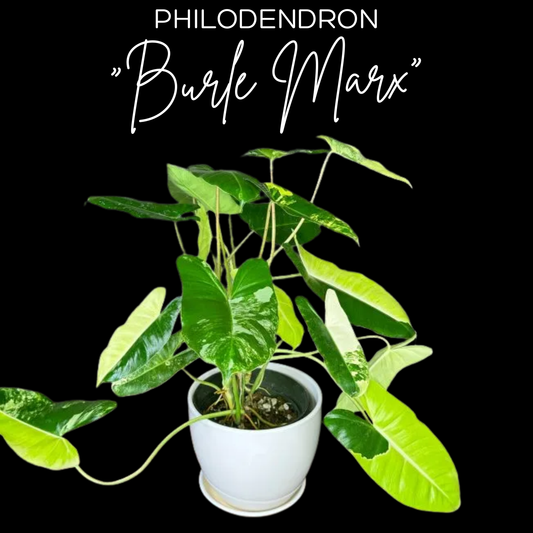 Philodendron "Burle Marx"