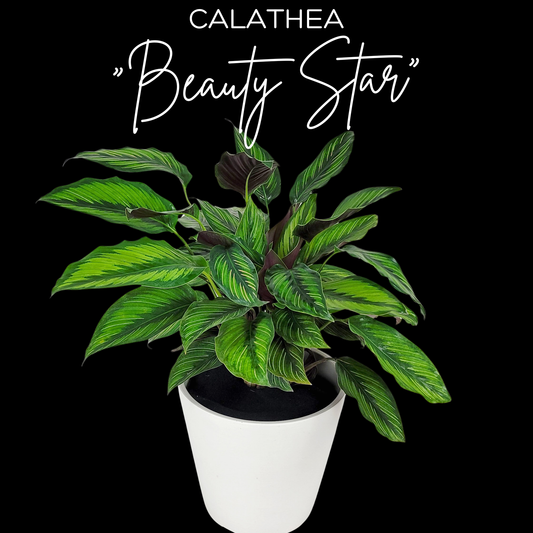 Calathea "Beauty Star"
