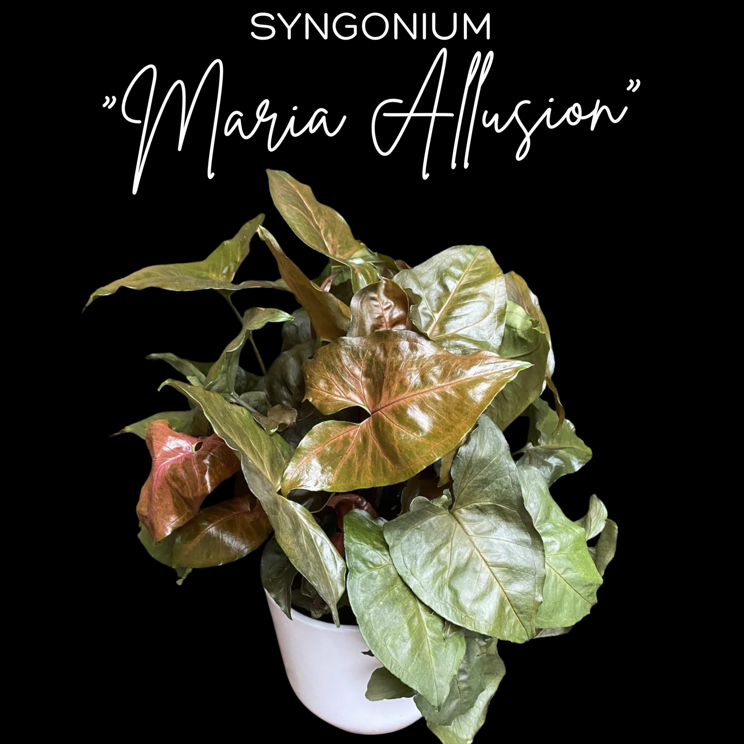 Syngonium "Maria Allusion"