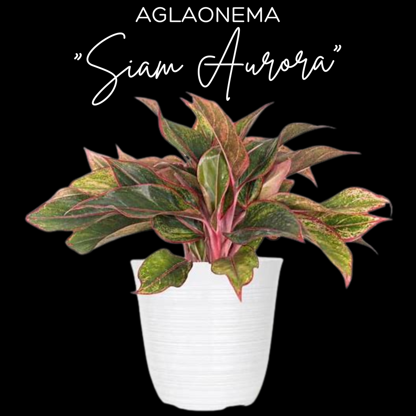 Aglaonema "Siam Aurora"