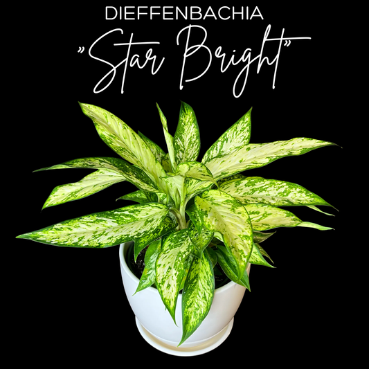 Dieffenbachia "Star Bright"