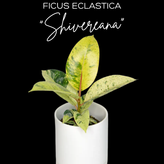 Ficus Eclastica "Shivereana"
